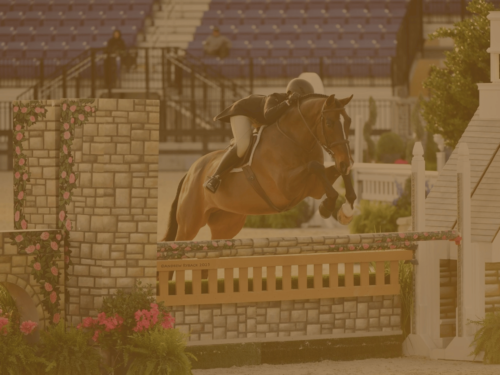 Sourcing Horses in Europe: Why Belgium Is Such a Strategic Base